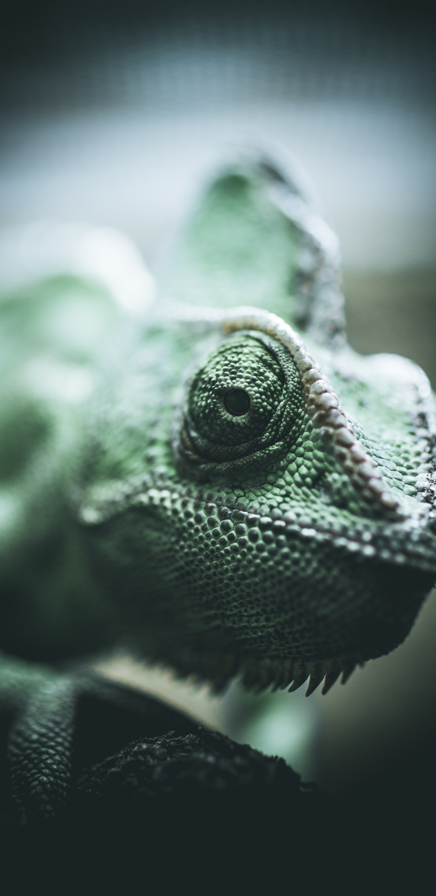Camaleón Verde Sobre Palo de Madera Marrón. Wallpaper in 1440x2960 Resolution