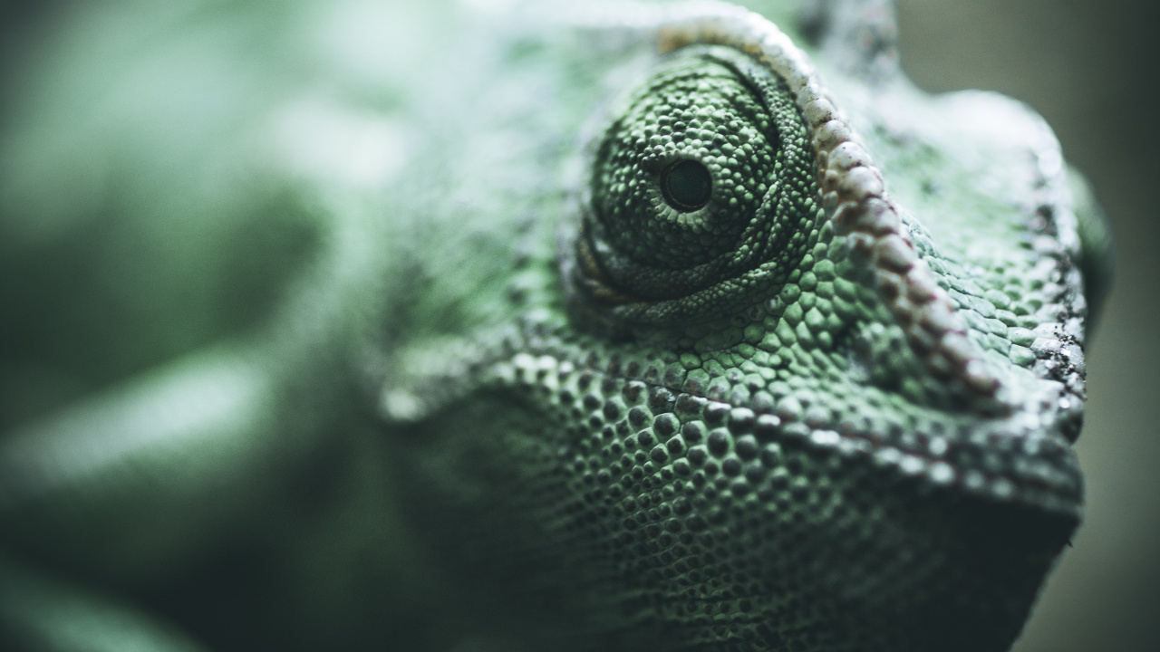 爬行动物, 绿色的, Iguania, 蜥蜴, 缩爬行动物 壁纸 1280x720 允许