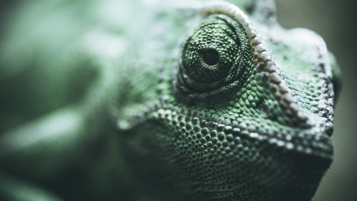 爬行动物, 绿色的, Iguania, 蜥蜴, 缩爬行动物 壁纸 1366x768 允许