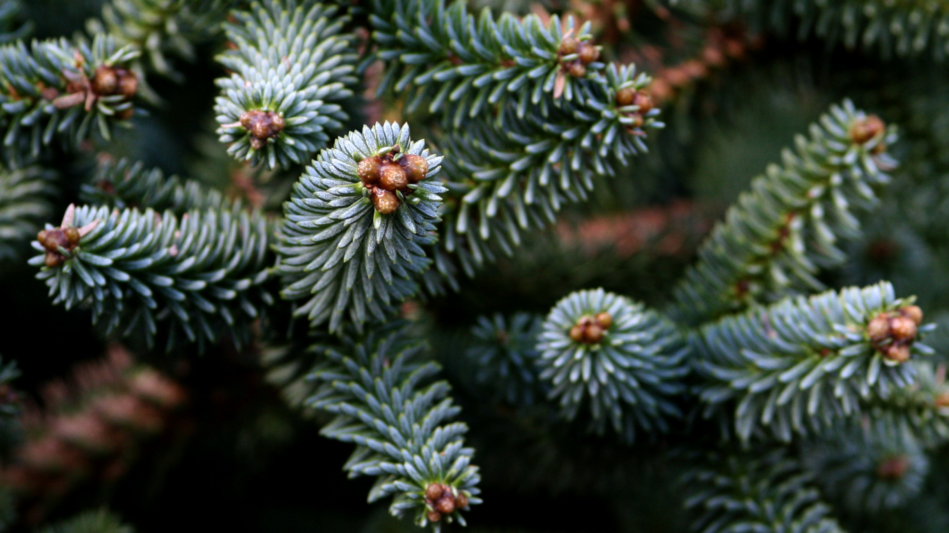 Plante Blanche et Verte en Photographie Rapprochée. Wallpaper in 1366x768 Resolution