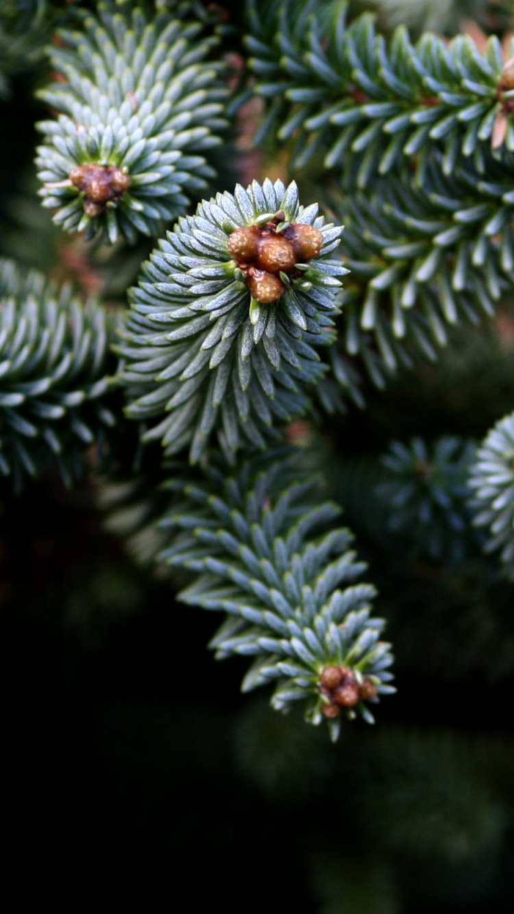 White and Green Plant in Close up Photography. Wallpaper in 750x1334 Resolution