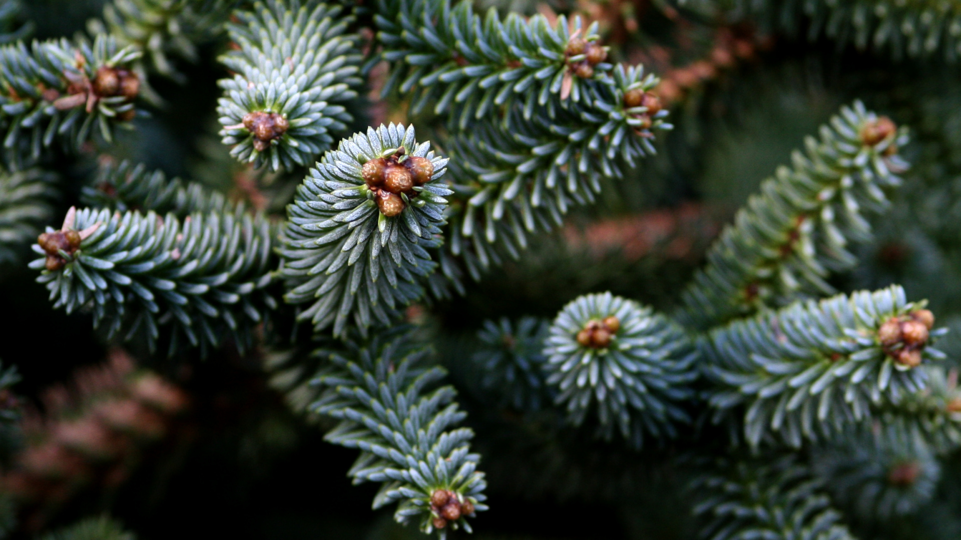 Planta Blanca y Verde en Fotografía de Cerca. Wallpaper in 1920x1080 Resolution