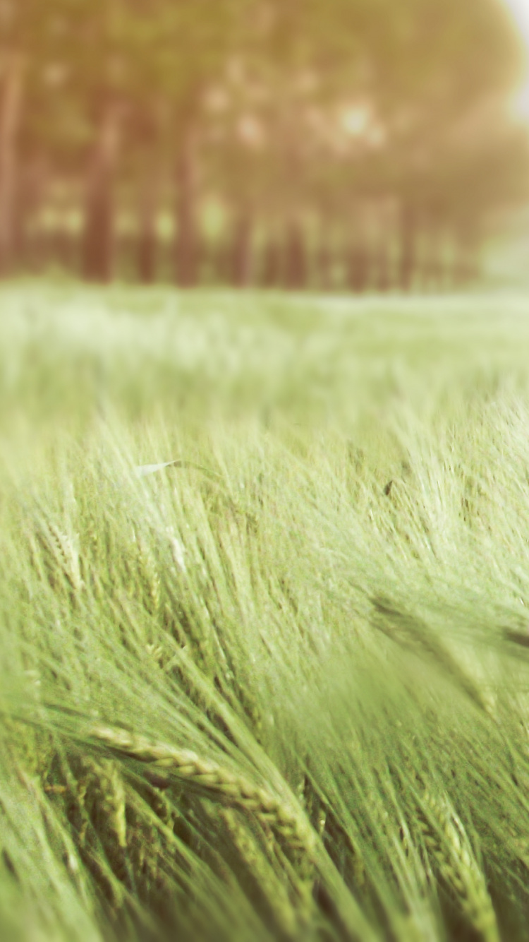 Tagsüber Grüne Wiese. Wallpaper in 750x1334 Resolution