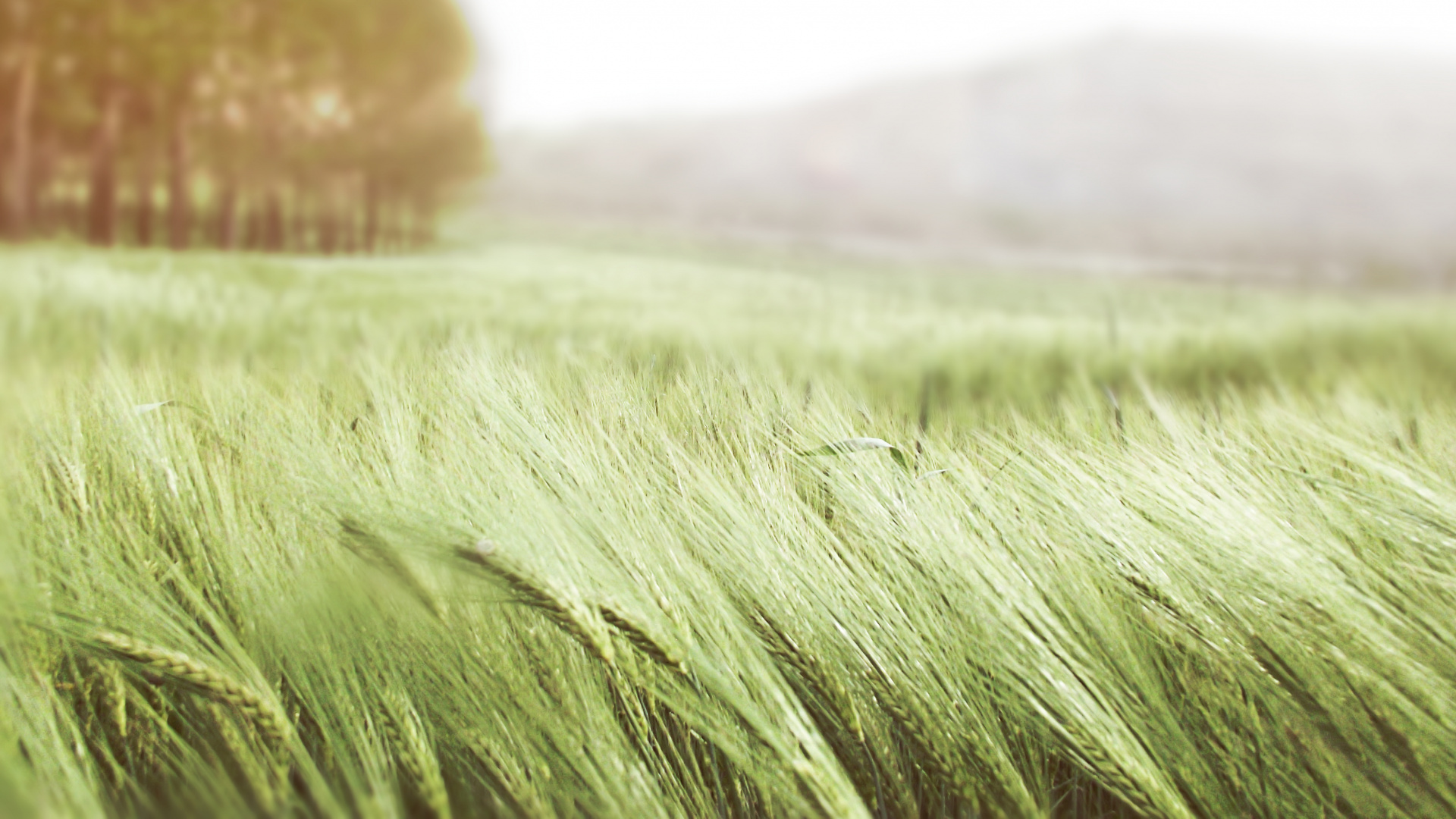 Green Grass Field During Daytime. Wallpaper in 1920x1080 Resolution