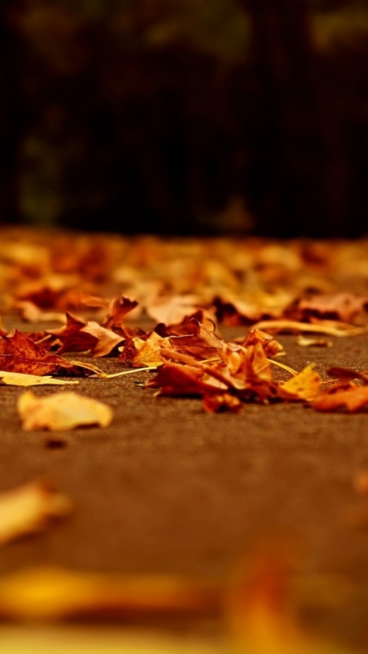 Brown Leaves on The Ground. Wallpaper in 720x1280 Resolution