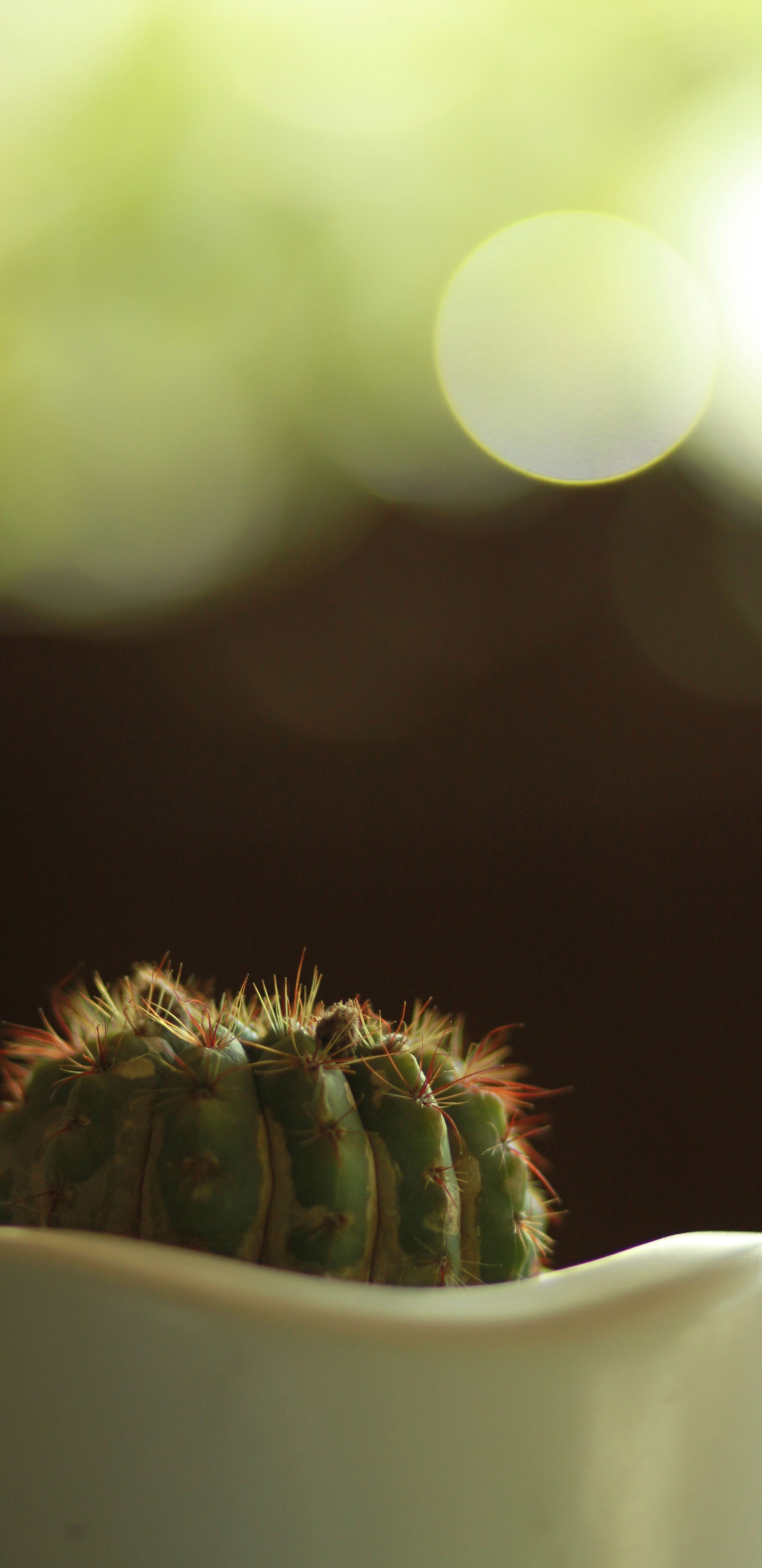 Green Cactus in Macro Shot. Wallpaper in 1440x2960 Resolution