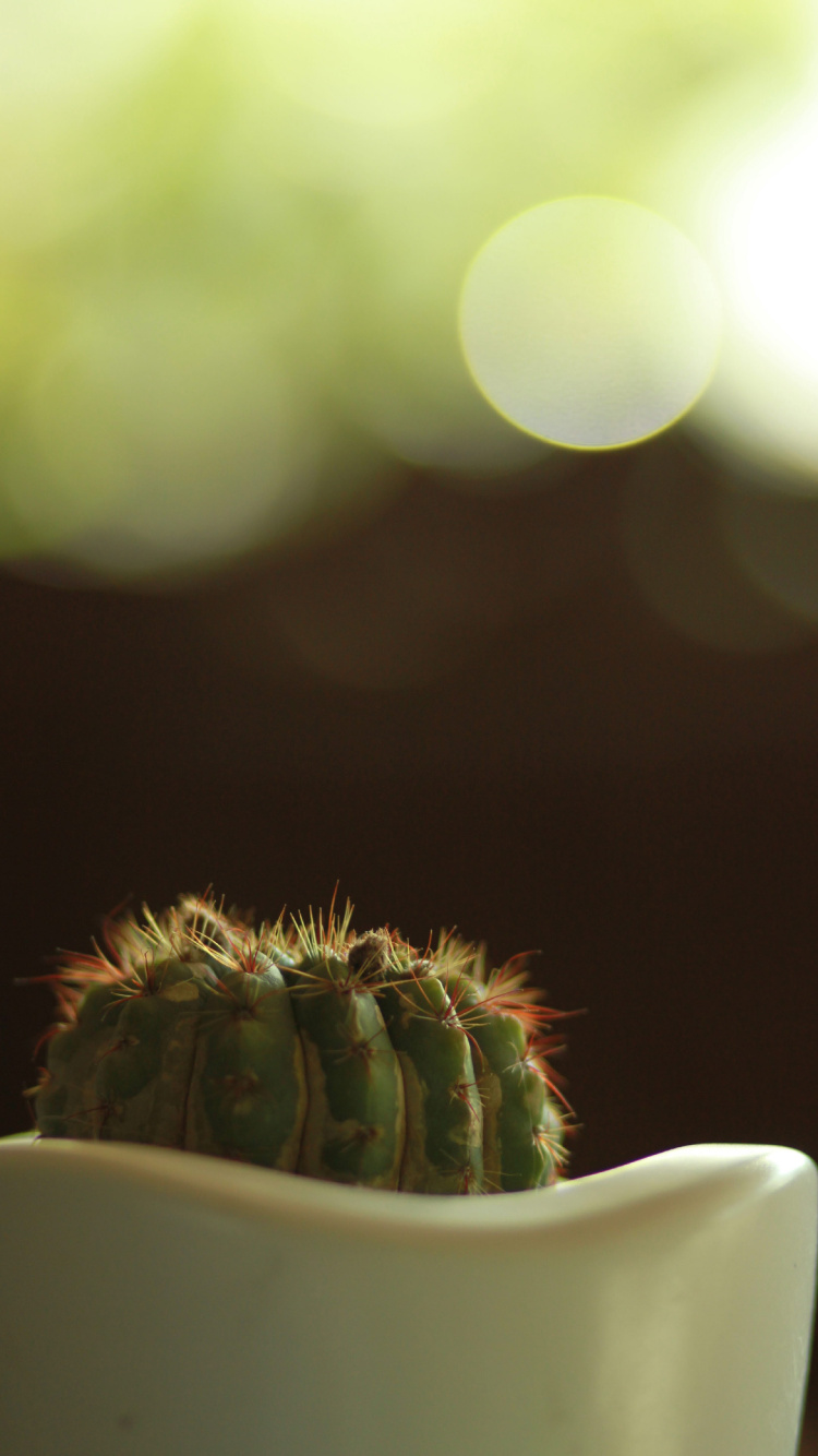 Green Cactus in Macro Shot. Wallpaper in 750x1334 Resolution