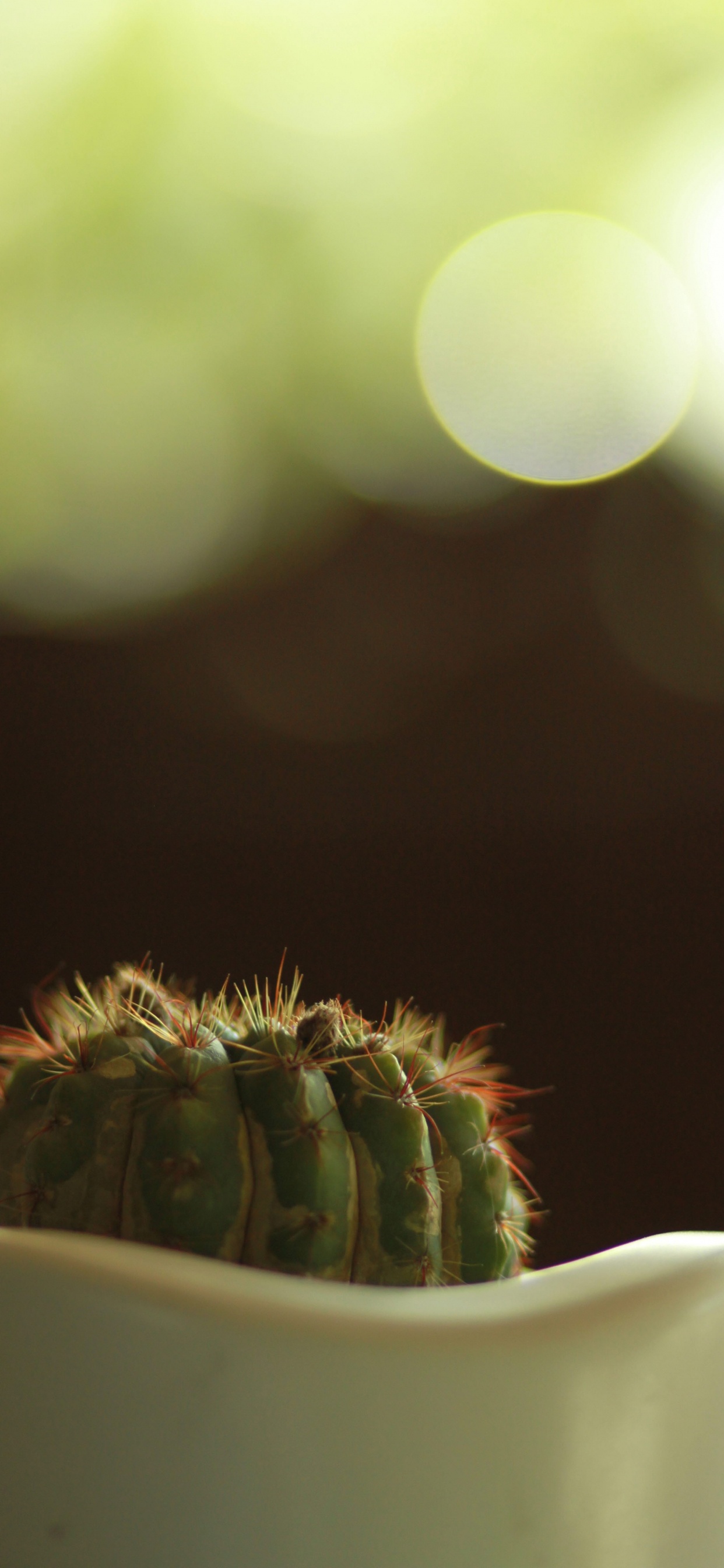 Cactus Vert en Macro Shot. Wallpaper in 1242x2688 Resolution