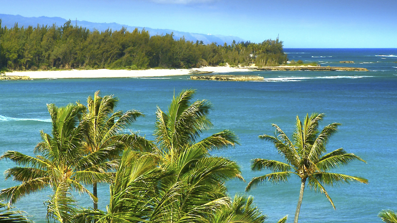 Green Palm Tree Near Body of Water During Daytime. Wallpaper in 1366x768 Resolution