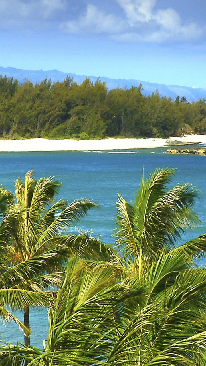 Green Palm Tree Near Body of Water During Daytime. Wallpaper in 720x1280 Resolution