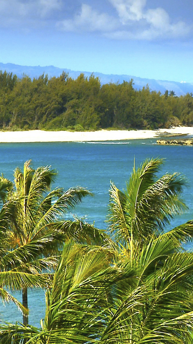 Green Palm Tree Near Body of Water During Daytime. Wallpaper in 750x1334 Resolution