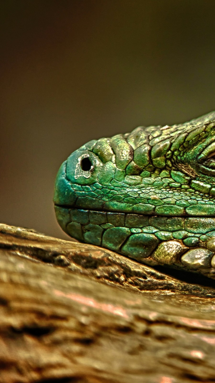 Iguana Verde y Marrón Sobre Madera Marrón. Wallpaper in 750x1334 Resolution