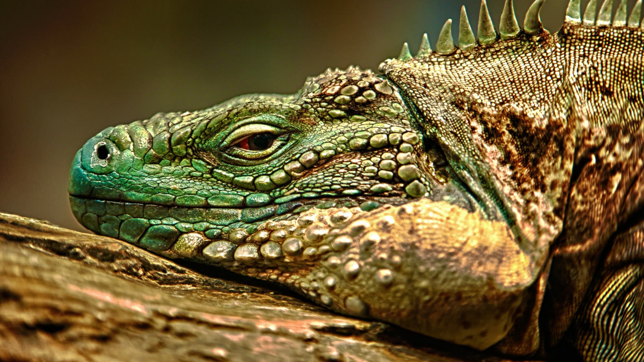 Iguane Vert et Marron Sur Bois Marron. Wallpaper in 1280x720 Resolution