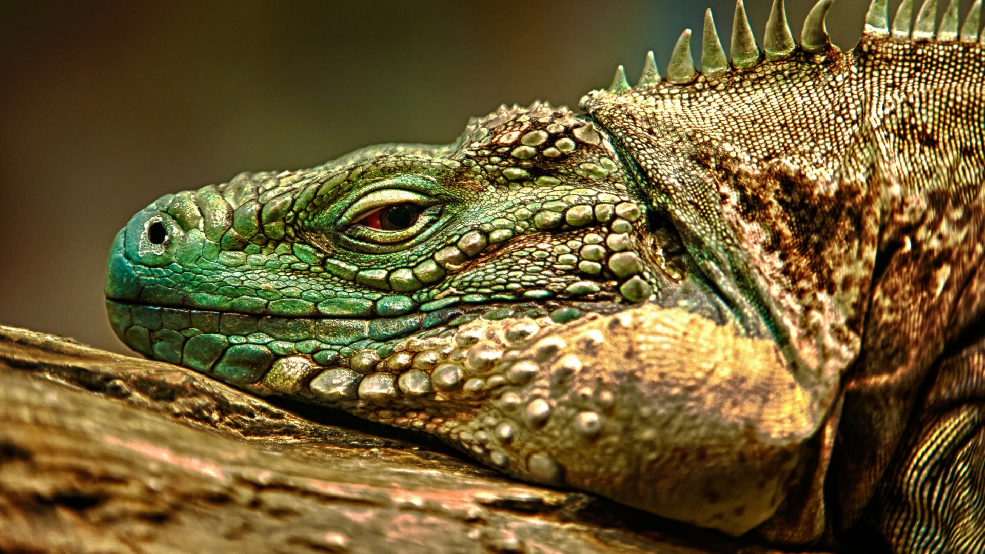 Iguane Vert et Marron Sur Bois Marron. Wallpaper in 1920x1080 Resolution