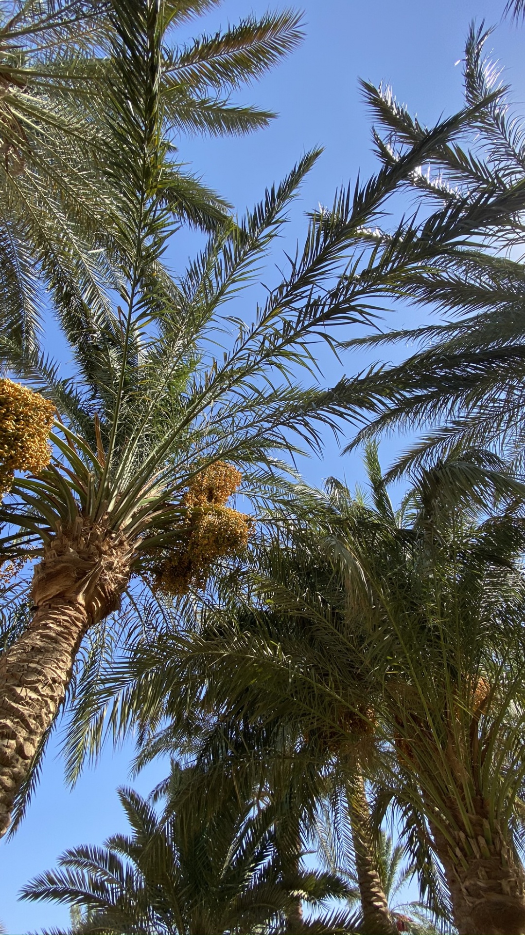 Date Palm, Plants, Babassu, Coconut, Tree. Wallpaper in 1080x1920 Resolution