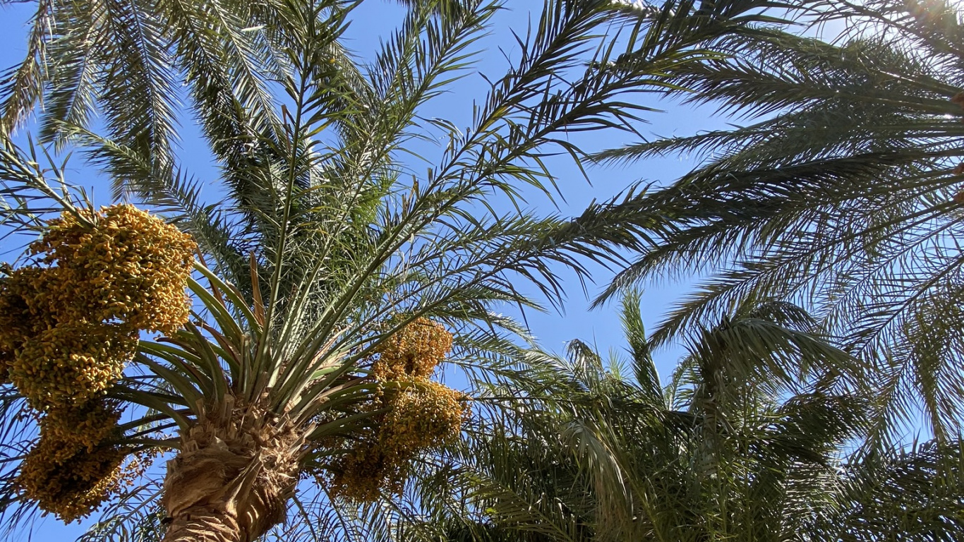 Dattelpalme, Pflanzen, Babassu, Kokosnuss, Baum. Wallpaper in 1366x768 Resolution