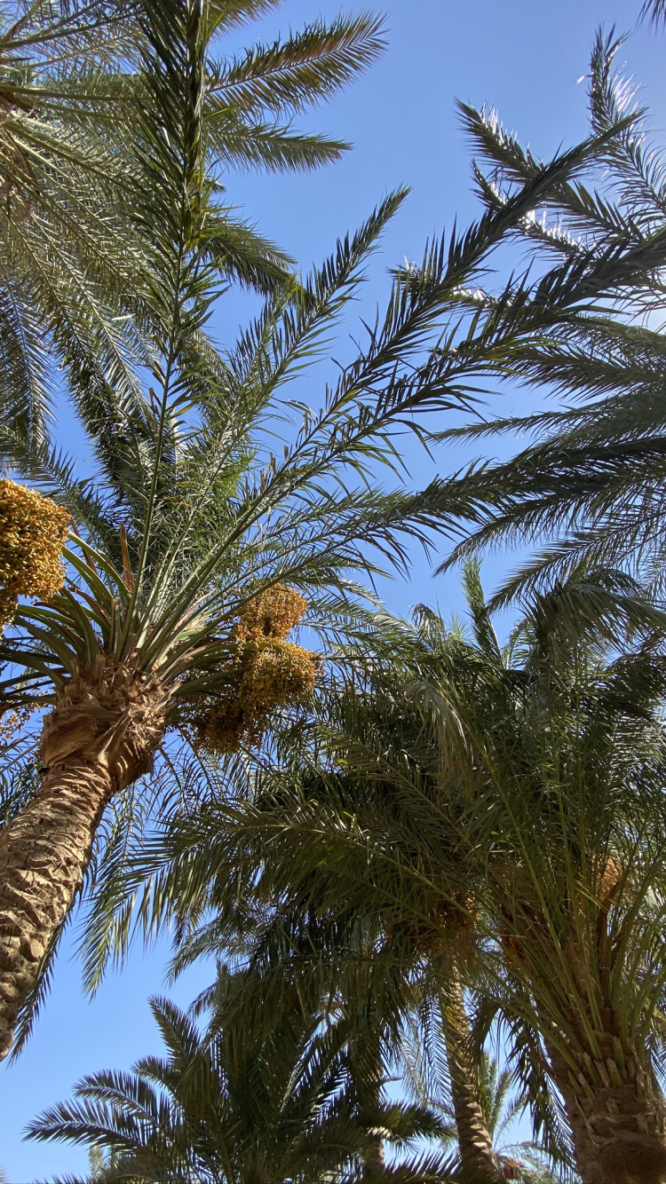 Fecha de la Palma, Planta, Babasú, Coco, Planta Leñosa. Wallpaper in 750x1334 Resolution