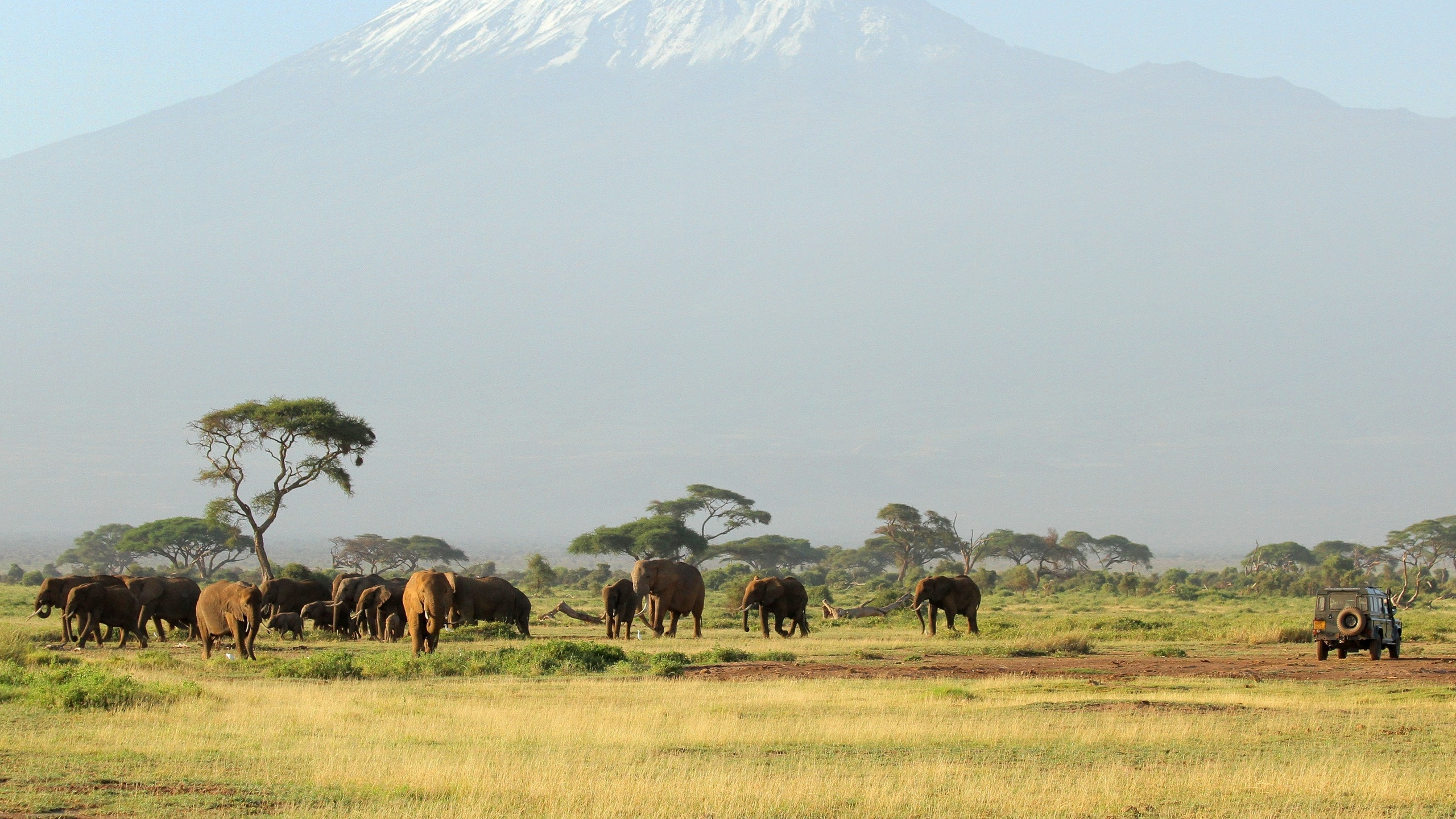 Herd of Horses on Brown Grass Field During Daytime. Wallpaper in 2560x1440 Resolution