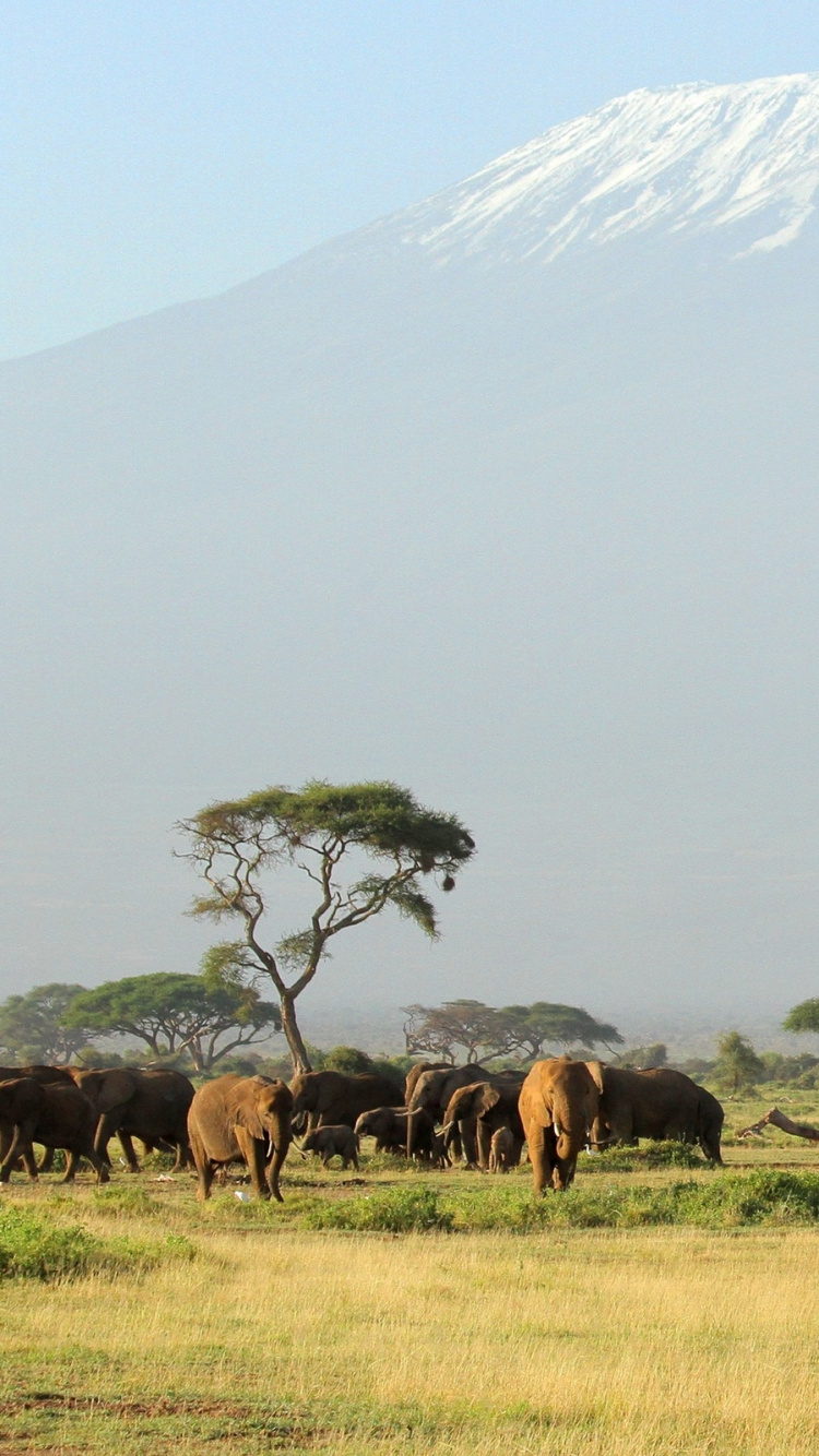Herd of Horses on Brown Grass Field During Daytime. Wallpaper in 750x1334 Resolution