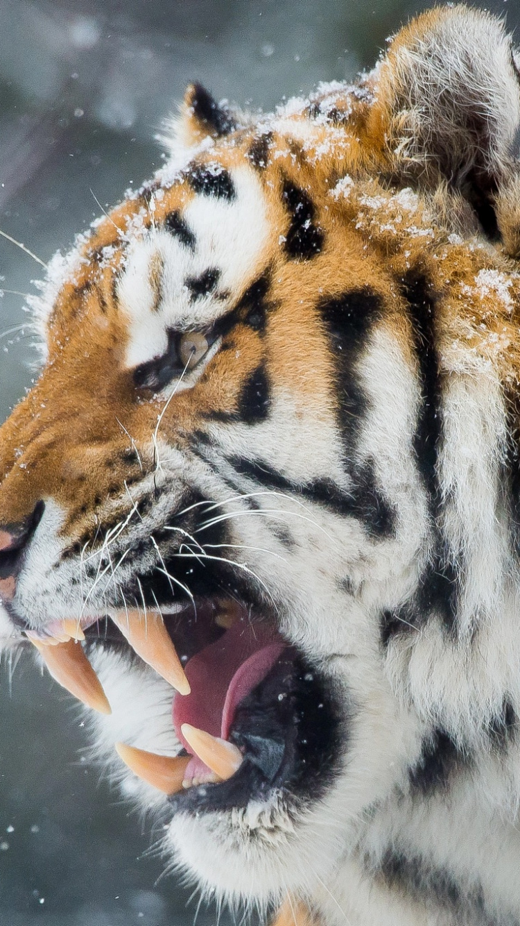 Brauner Und Schwarzer Tiger im Wasser. Wallpaper in 750x1334 Resolution