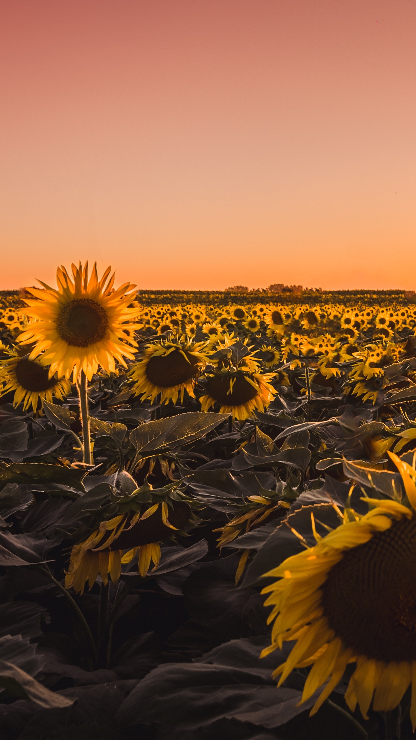 Campo de Girasoles Durante la Hora Dorada. Wallpaper in 1440x2560 Resolution