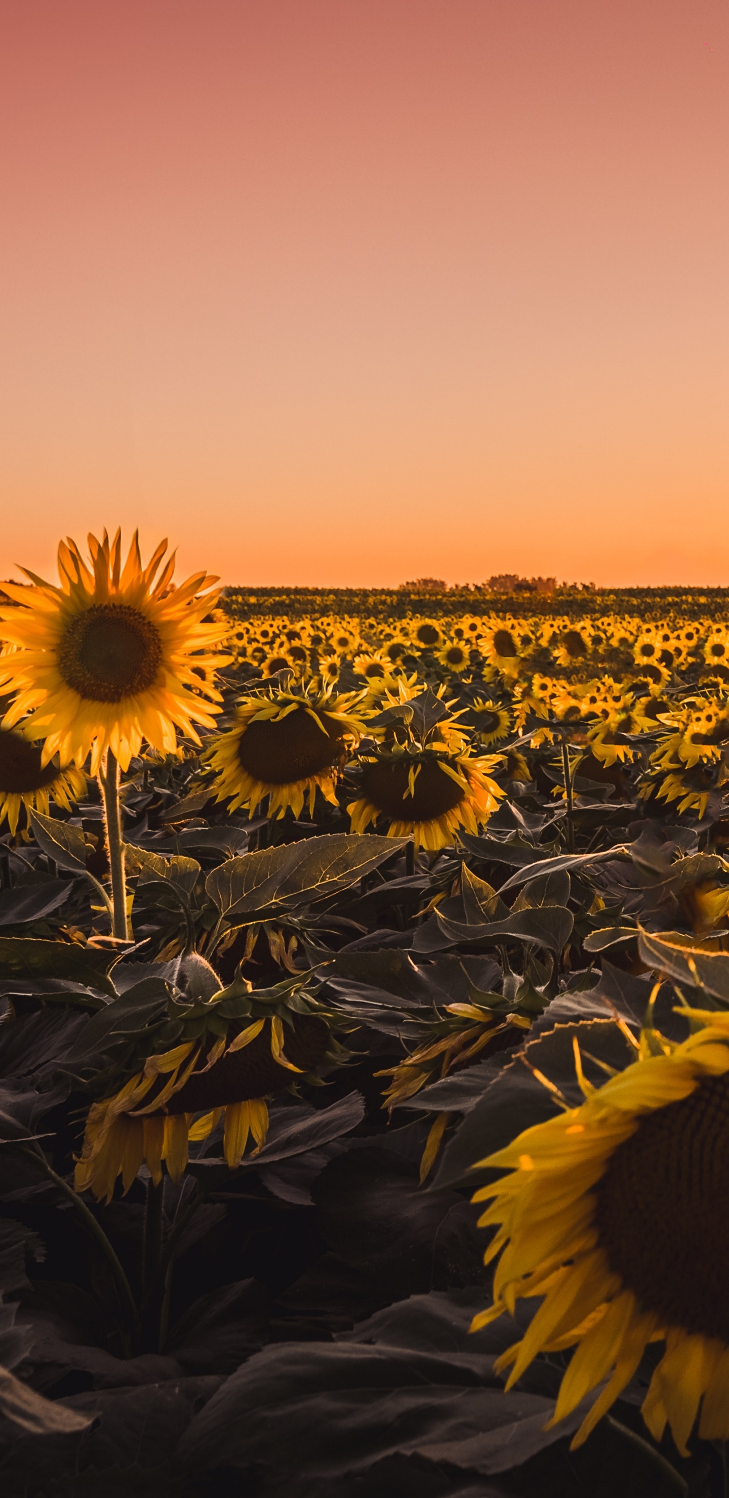 向日葵, 性质, 黄色的, 日落, 地平线 壁纸 1440x2960 允许