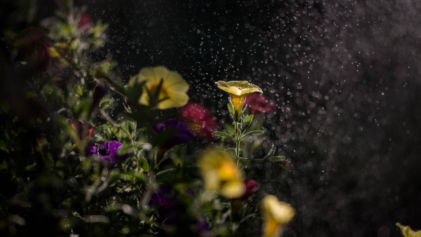 Yellow Flower on Black and Gray Marble Table. Wallpaper in 1366x768 Resolution