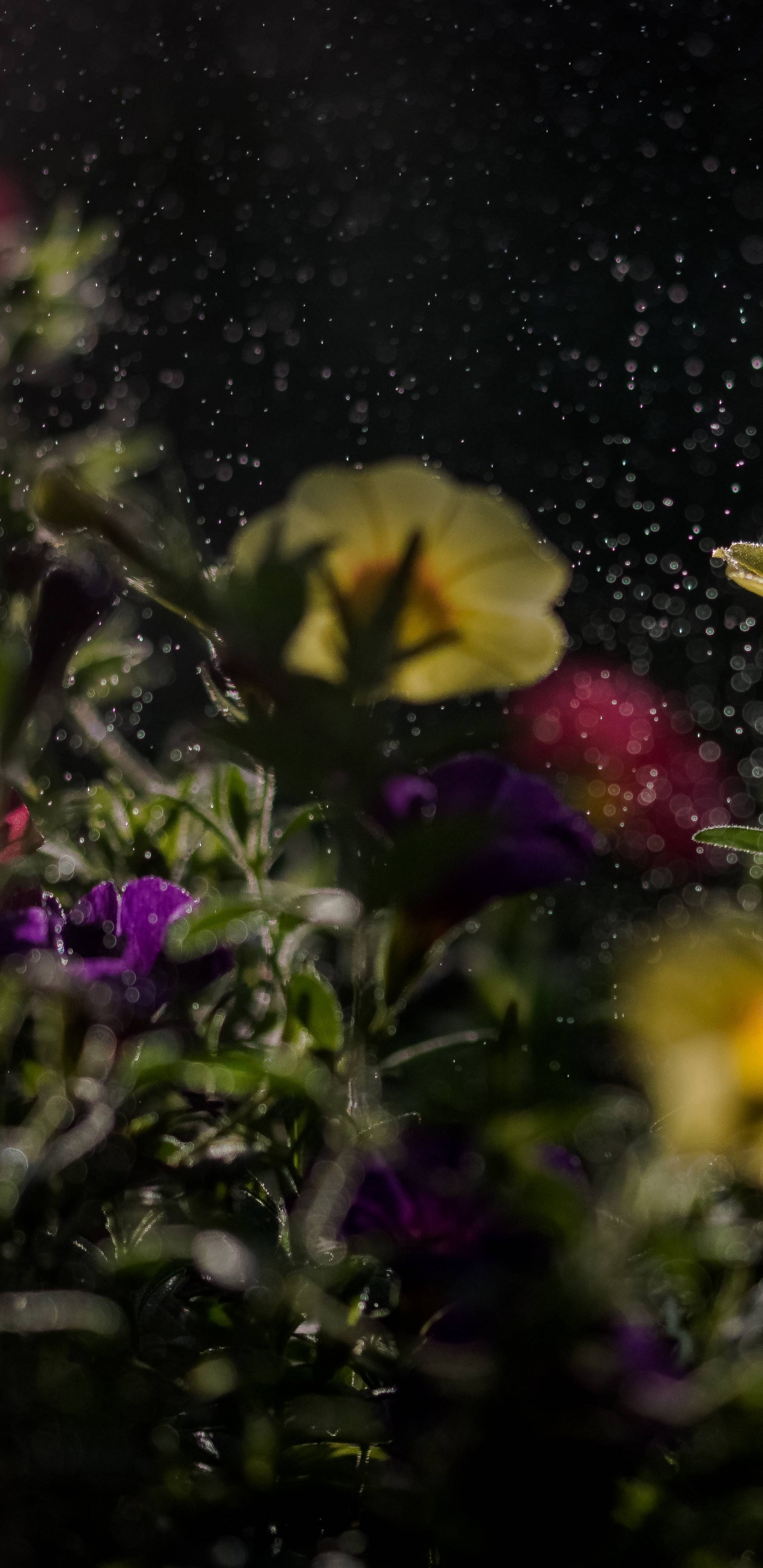 Yellow Flower on Black and Gray Marble Table. Wallpaper in 1440x2960 Resolution