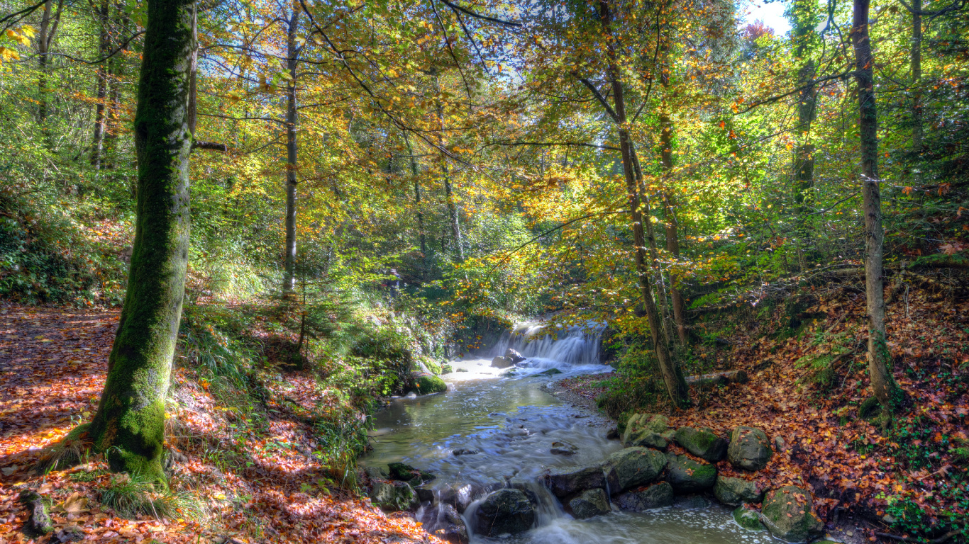 Natur, Wasser, Naturlandschaft, Baum, Wasserlauf. Wallpaper in 1366x768 Resolution