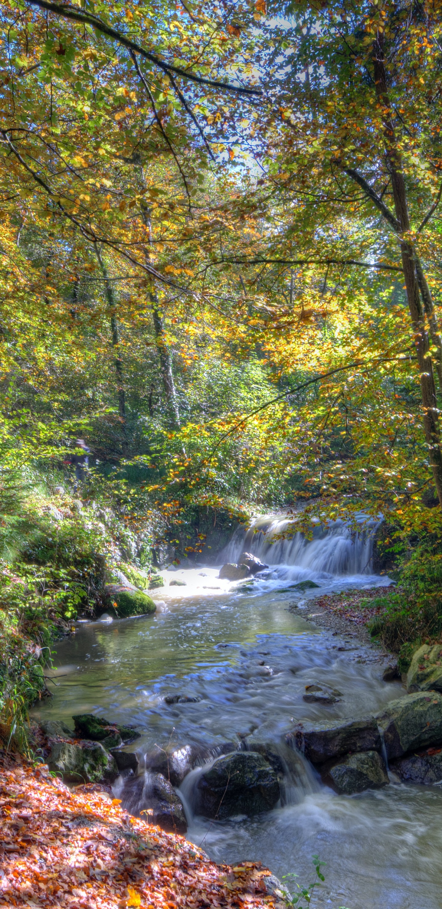 Natur, Wasser, Naturlandschaft, Baum, Wasserlauf. Wallpaper in 1440x2960 Resolution
