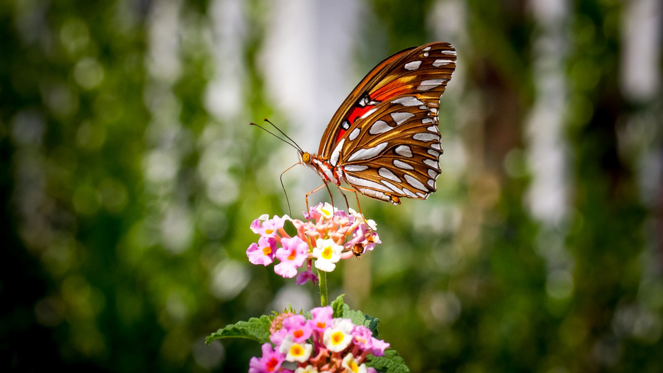 Brown and Black Butterfly Perched on Pink Flower During Daytime. Wallpaper in 1366x768 Resolution
