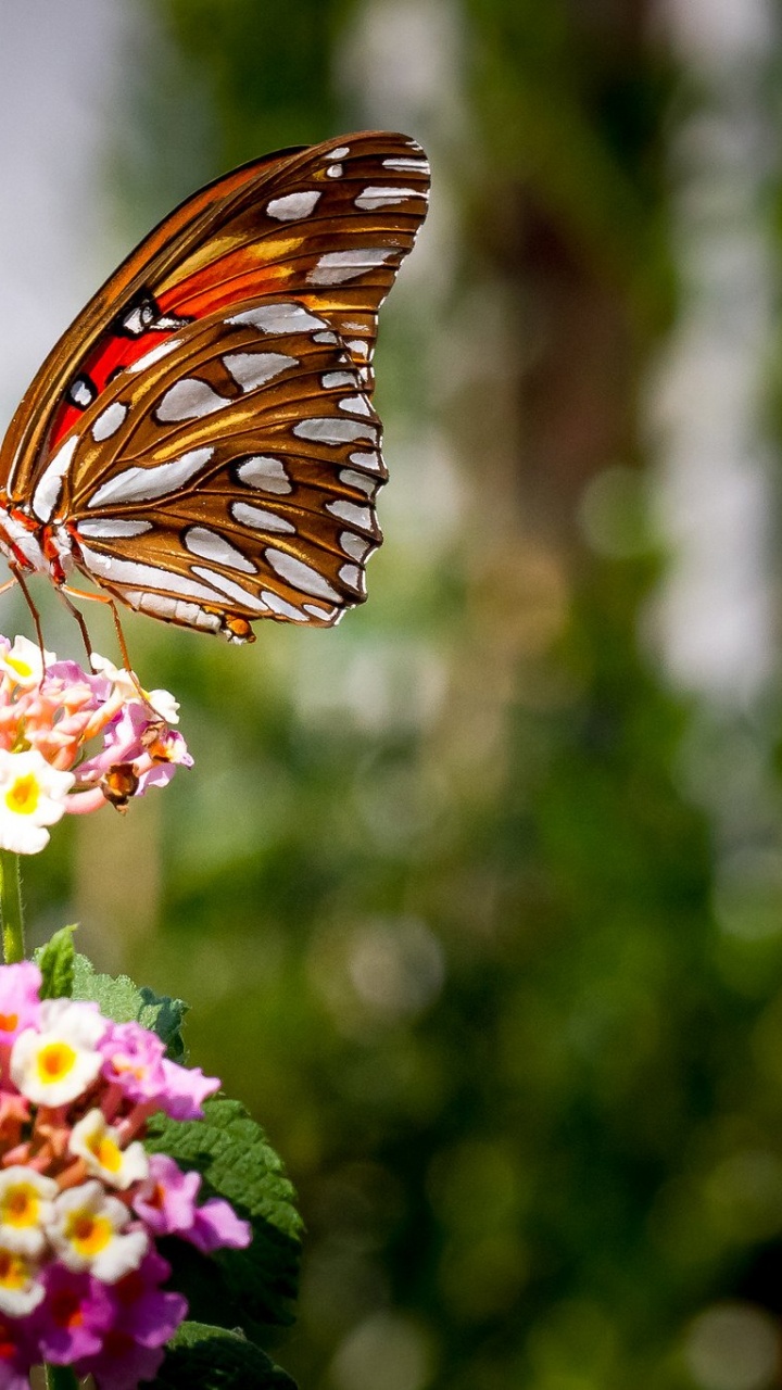 Brown and Black Butterfly Perched on Pink Flower During Daytime. Wallpaper in 720x1280 Resolution