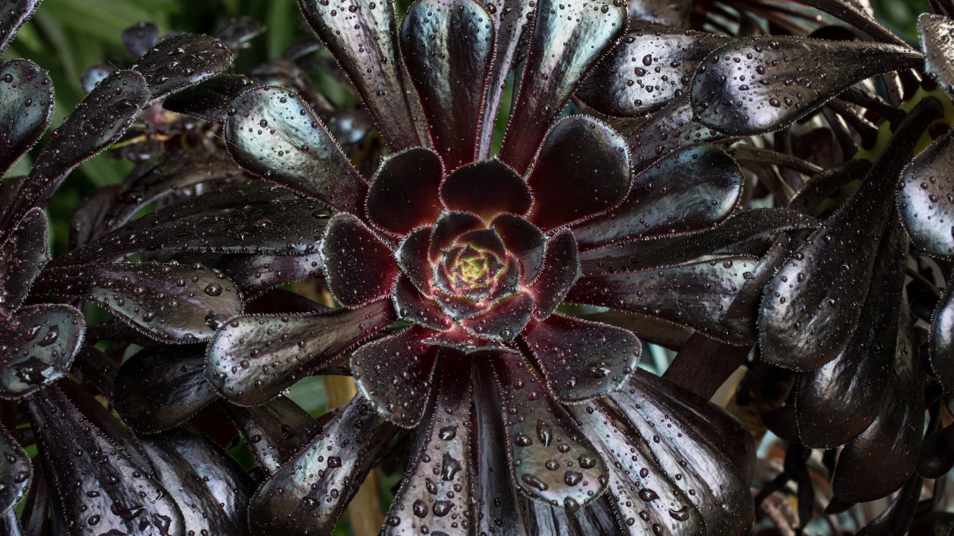 Fleur Noir et Blanc en Photographie Rapprochée. Wallpaper in 1366x768 Resolution