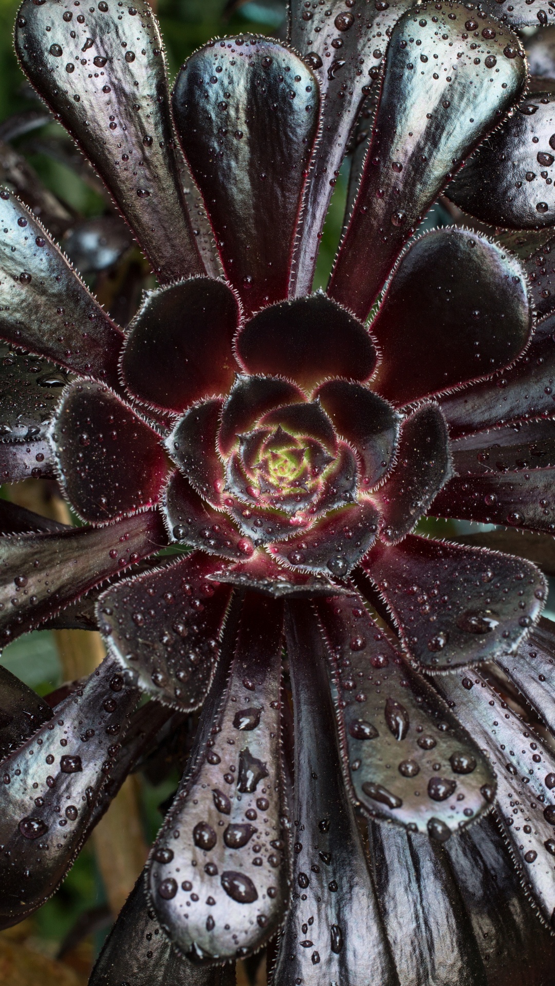 Black and White Flower in Close up Photography. Wallpaper in 1080x1920 Resolution