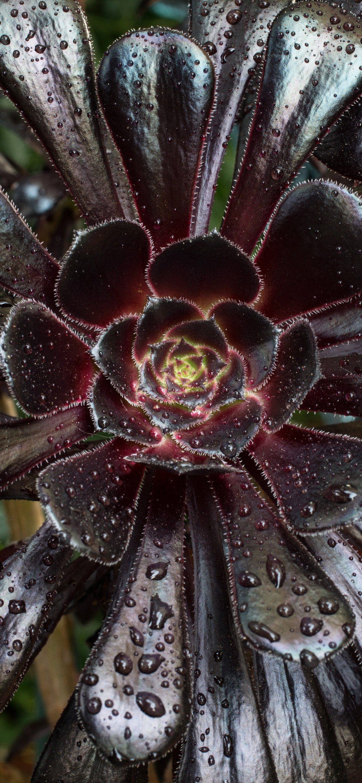 Black and White Flower in Close up Photography. Wallpaper in 1242x2688 Resolution