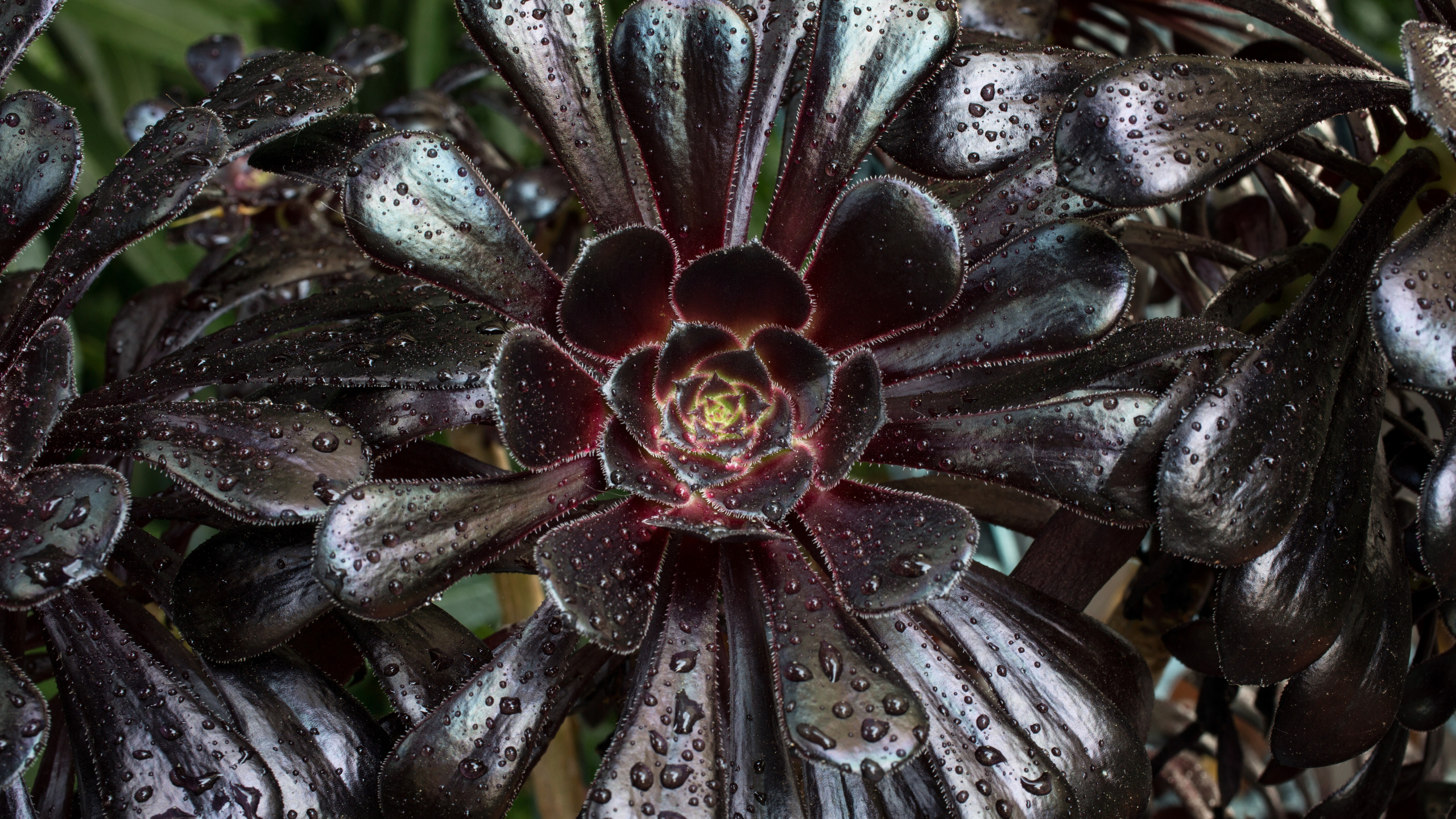 Black and White Flower in Close up Photography. Wallpaper in 2560x1440 Resolution