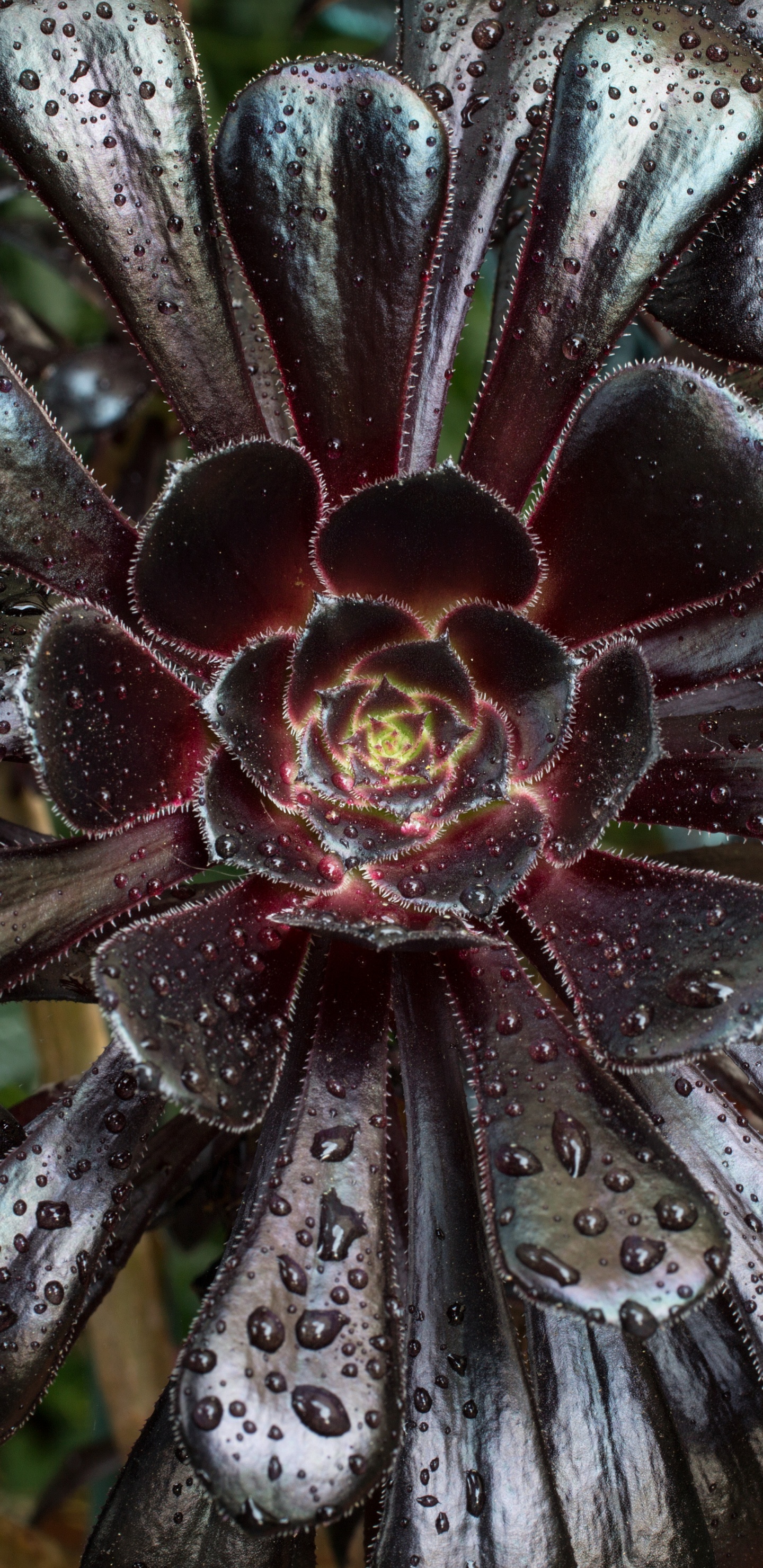 Flor en Blanco y Negro en Fotografía de Cerca. Wallpaper in 1440x2960 Resolution