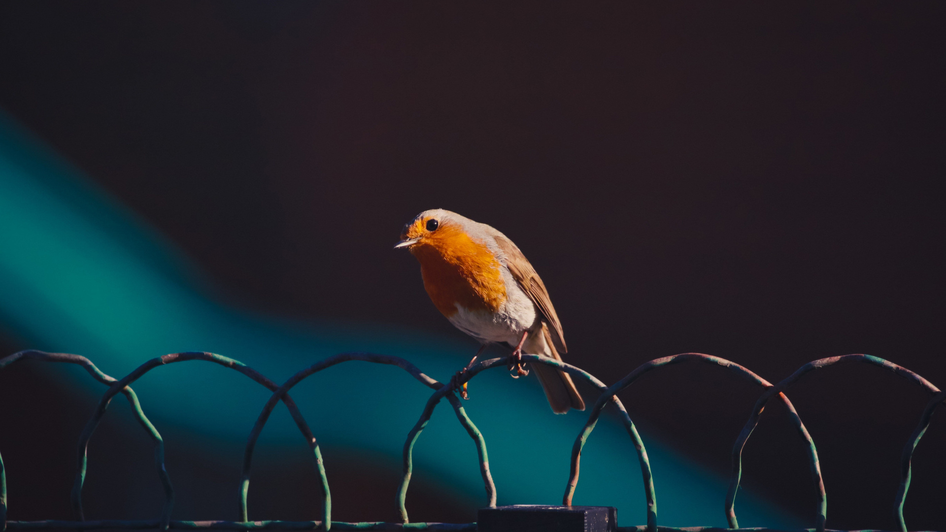 Yellow and Brown Bird on Black Metal Fence. Wallpaper in 1920x1080 Resolution