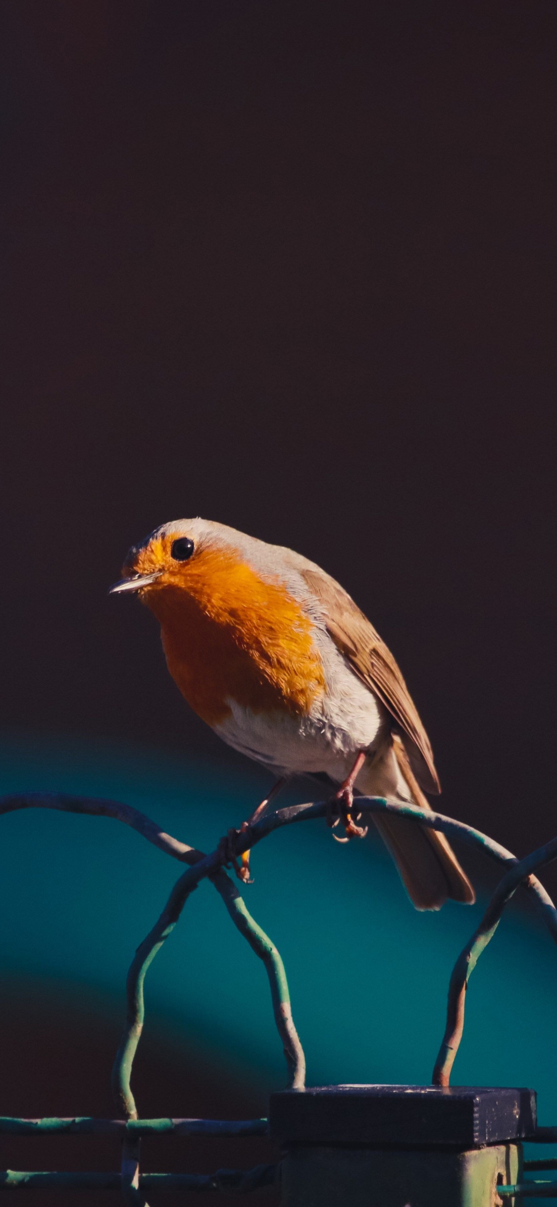 Oiseau Jaune et Brun Sur Une Clôture en Métal Noir. Wallpaper in 1125x2436 Resolution