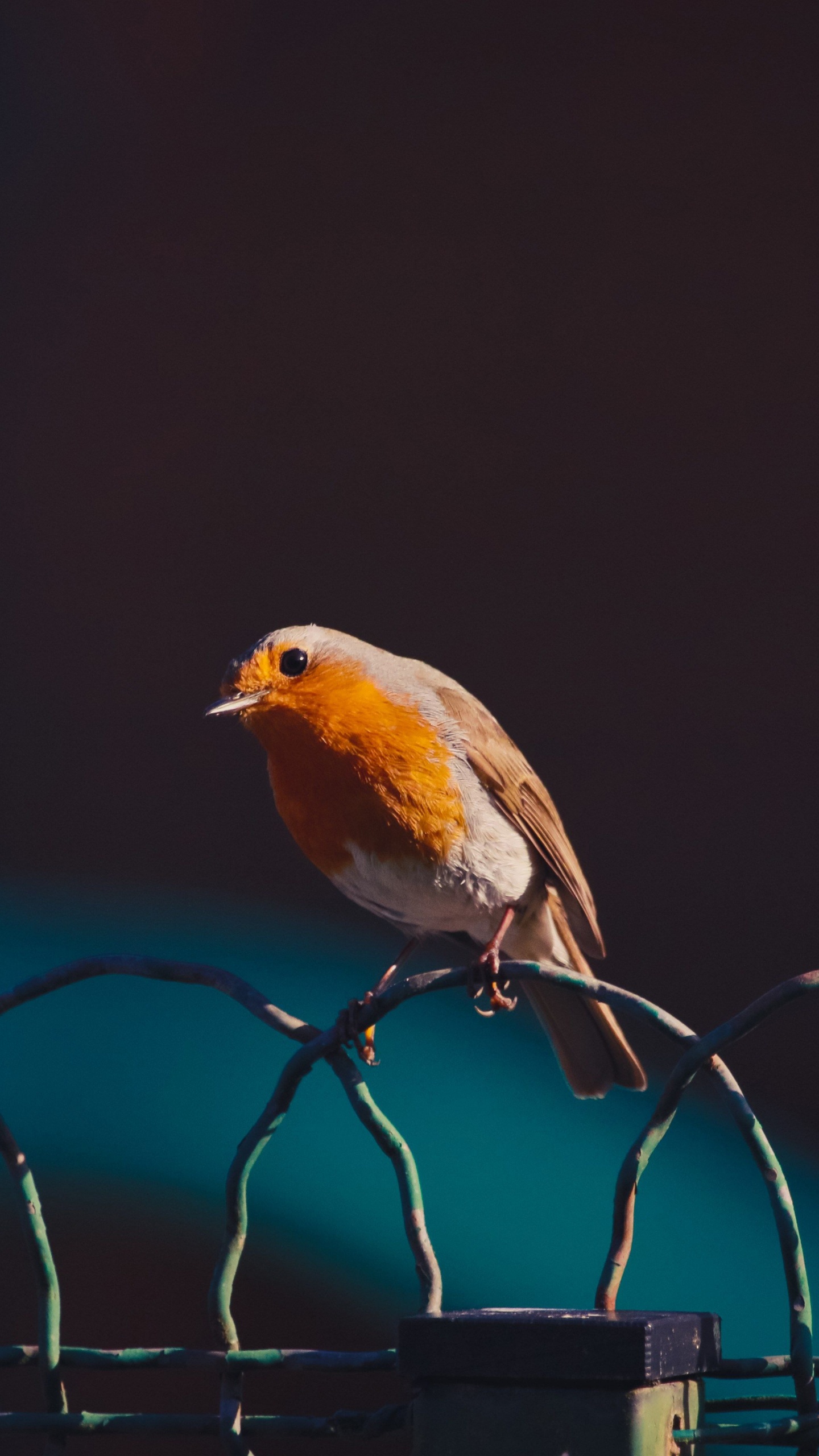 Oiseau Jaune et Brun Sur Une Clôture en Métal Noir. Wallpaper in 1440x2560 Resolution