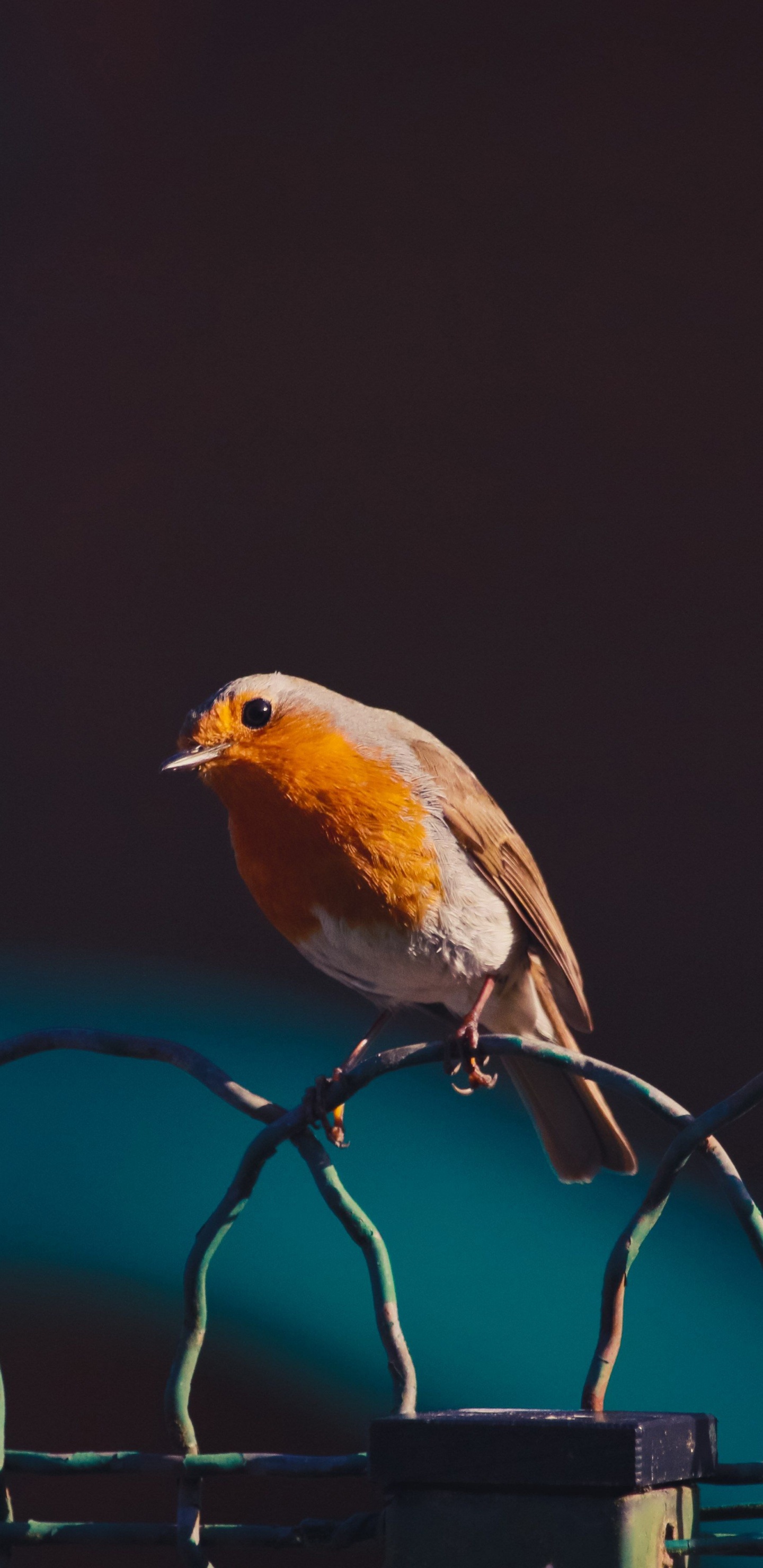 Oiseau Jaune et Brun Sur Une Clôture en Métal Noir. Wallpaper in 1440x2960 Resolution