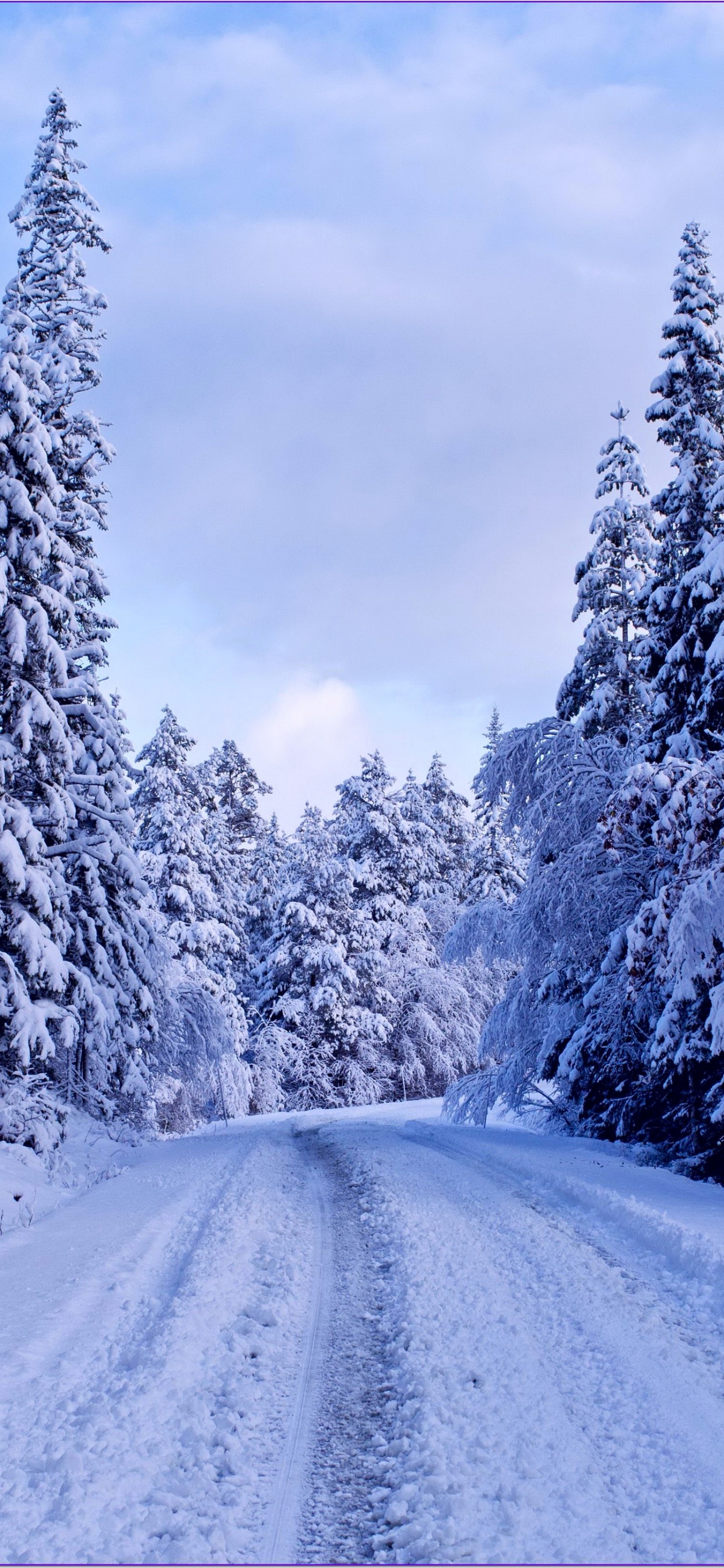 Pins Couverts de Neige et Route. Wallpaper in 1242x2688 Resolution