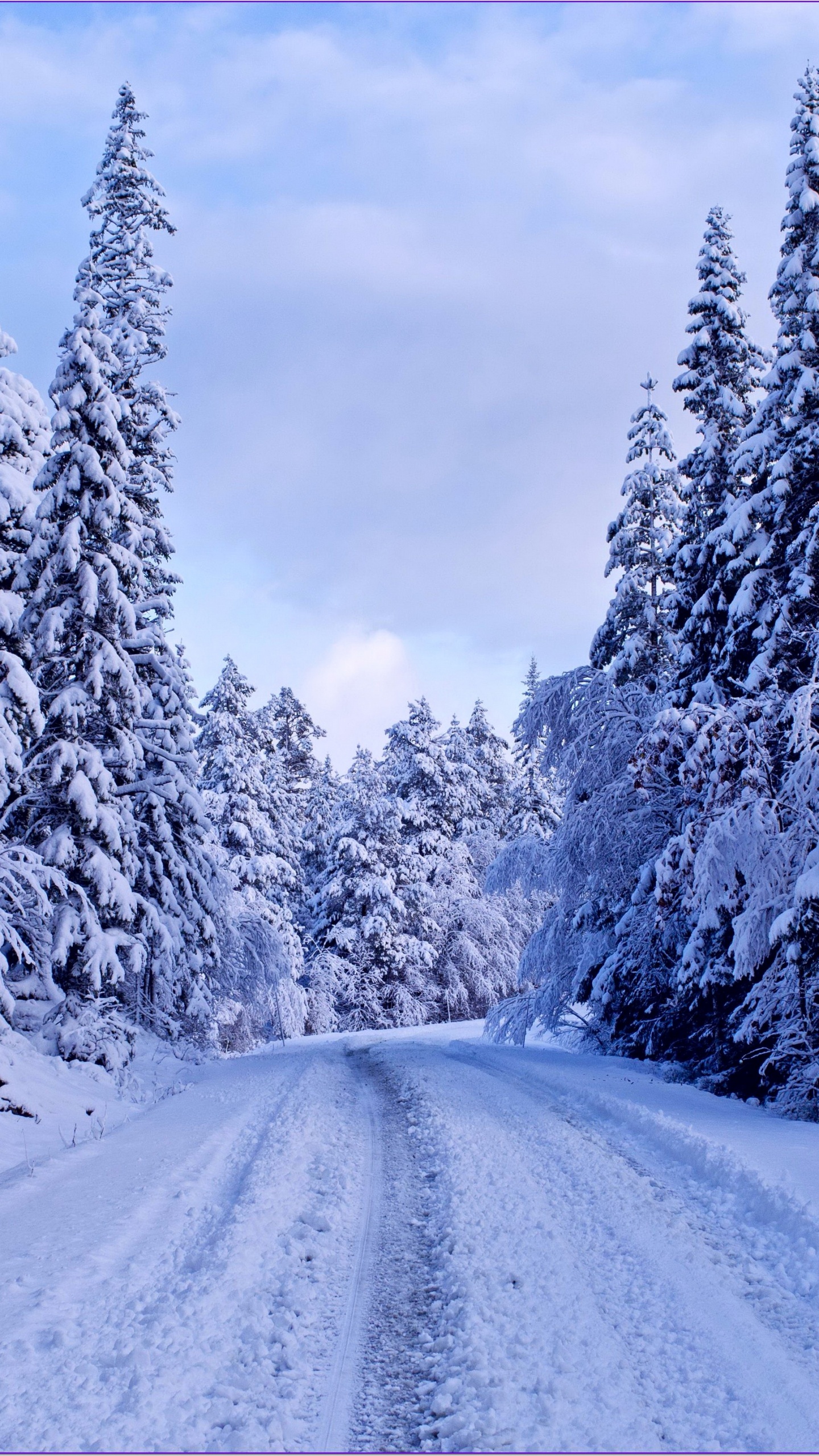 Pins Couverts de Neige et Route. Wallpaper in 1440x2560 Resolution