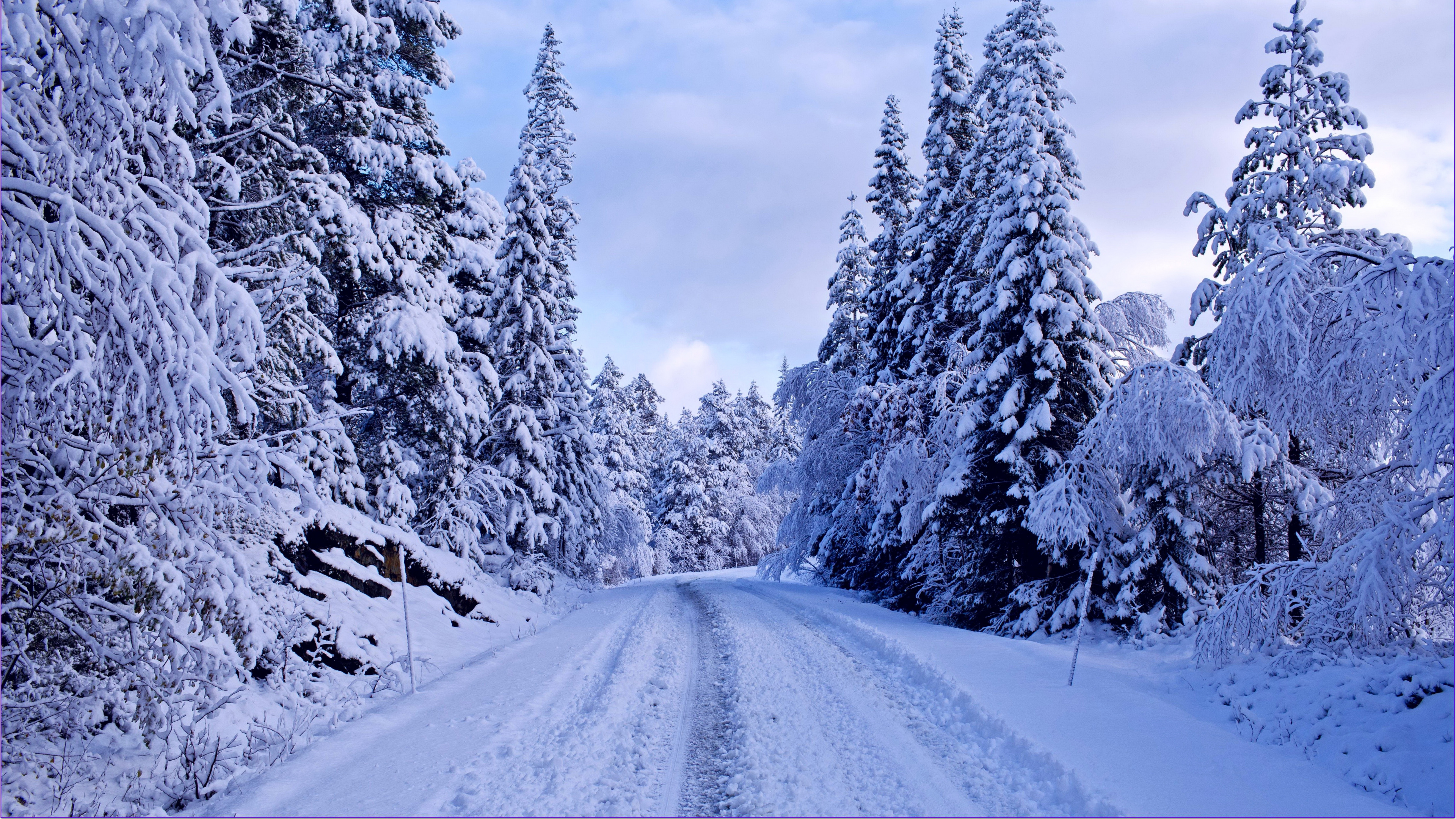 Snow Covered Pine Trees and Road. Wallpaper in 3840x2160 Resolution