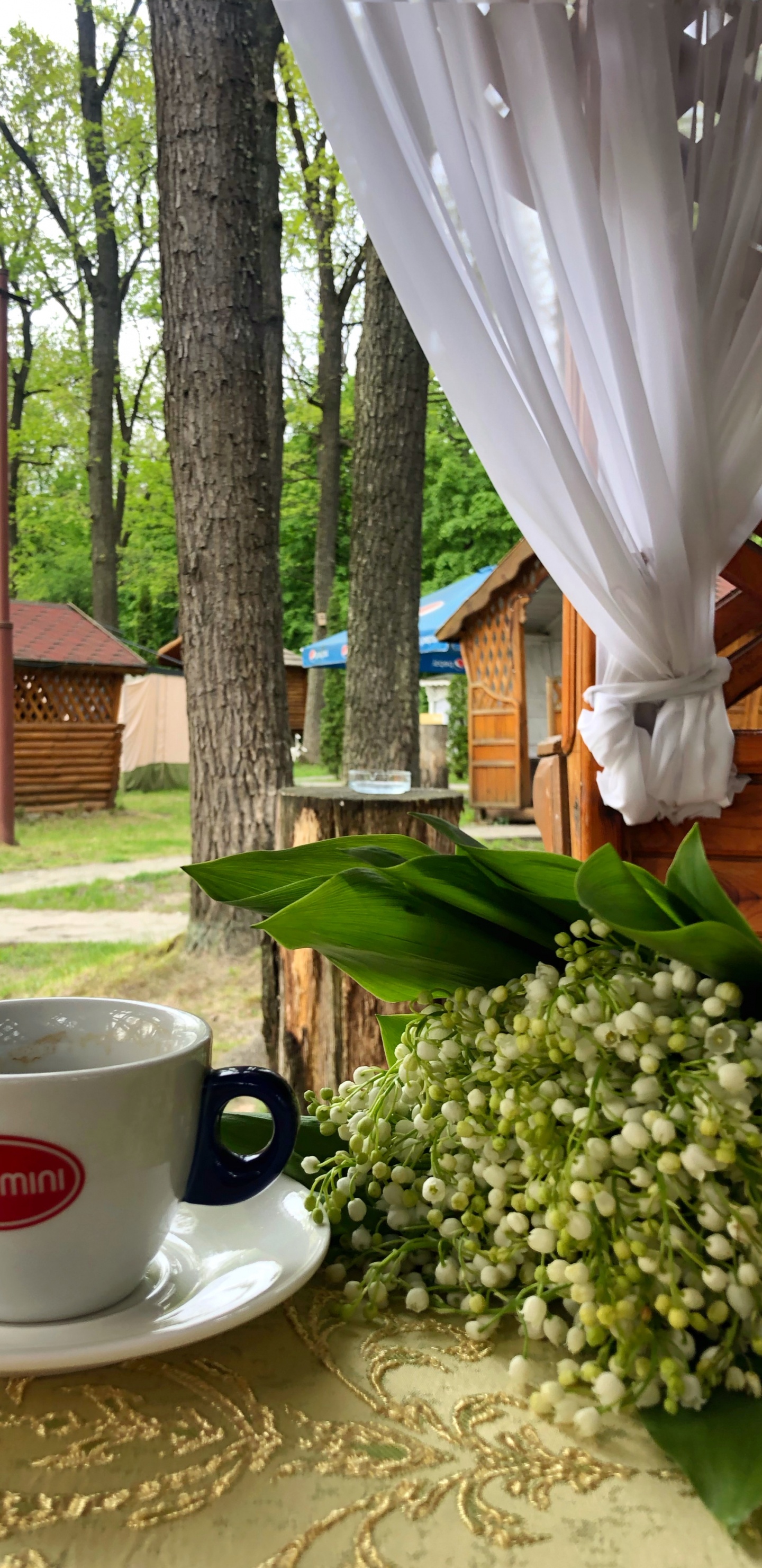 Tree, Coffee Cup, Cup, Serveware, Dishware. Wallpaper in 1440x2960 Resolution