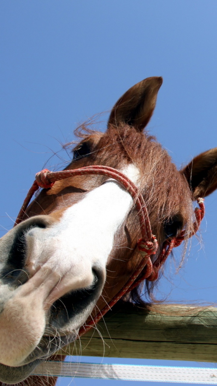 Brown and White Horse Head. Wallpaper in 720x1280 Resolution