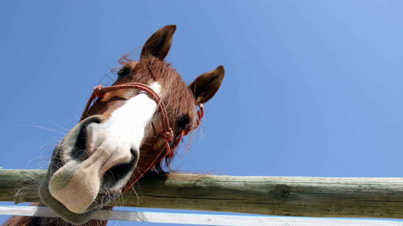 Cabeza de Caballo Marrón y Blanco. Wallpaper in 1366x768 Resolution
