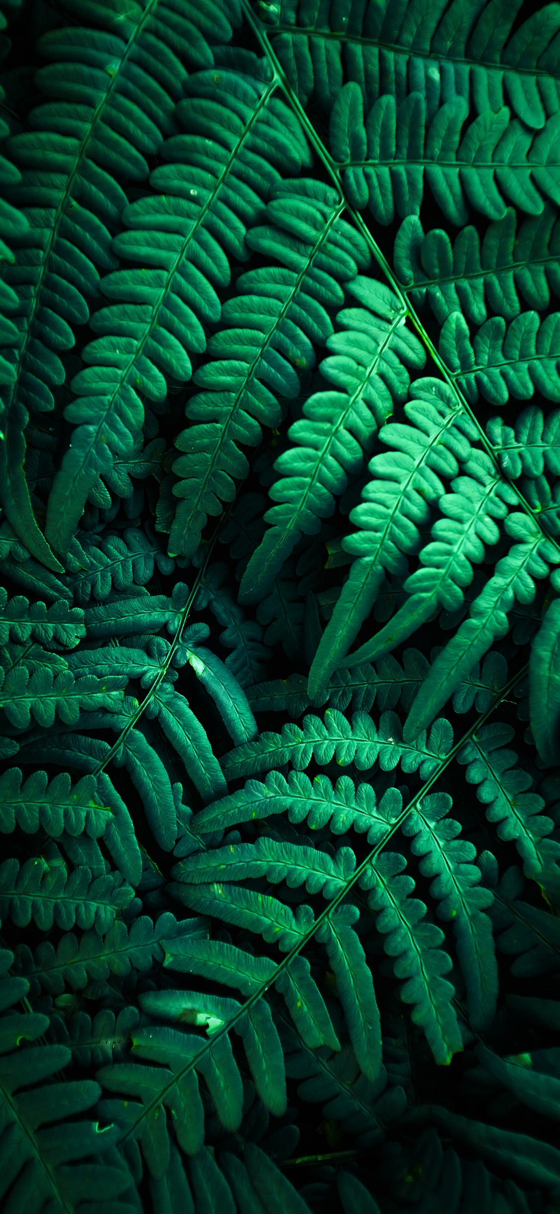 la Vegetación, de Colores, Verde, Luz, la Botánica. Wallpaper in 1125x2436 Resolution