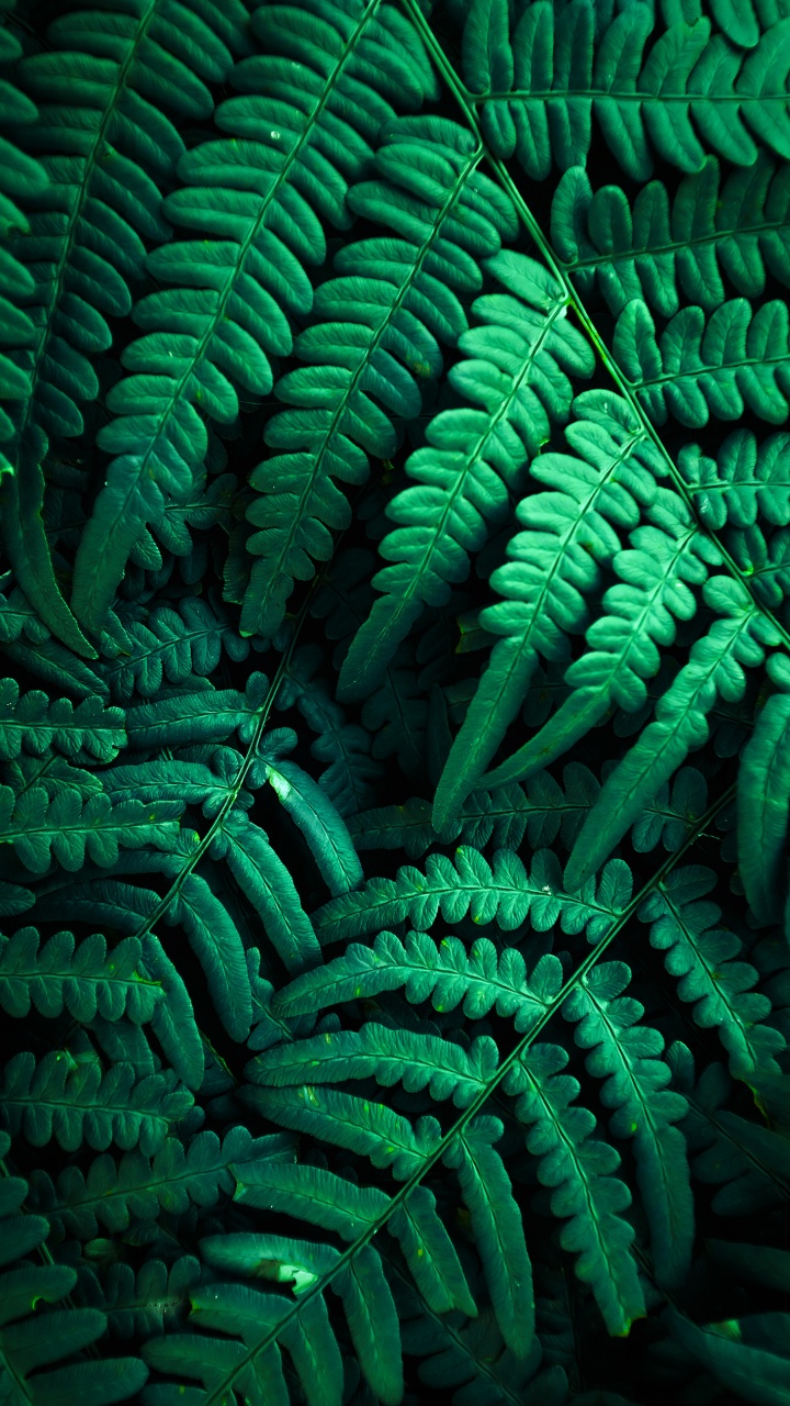 Vegetation, Colored, Plant, Green, Light. Wallpaper in 720x1280 Resolution