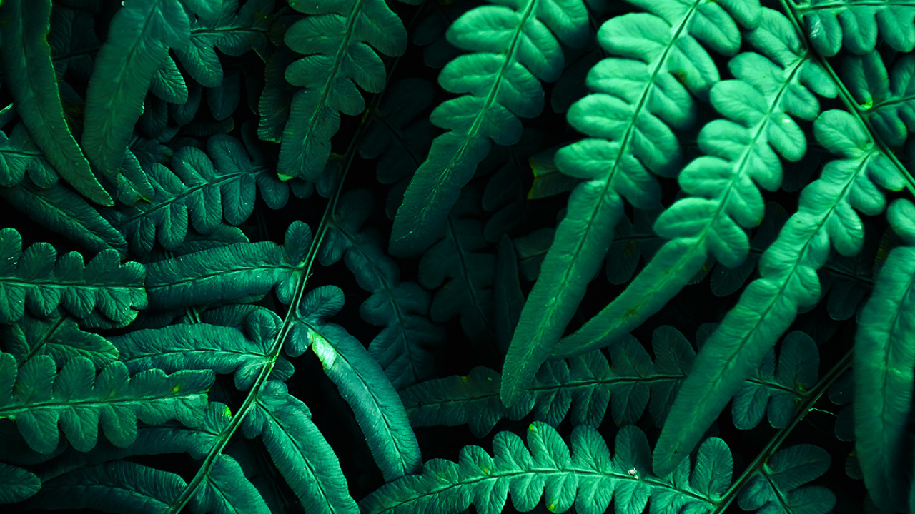 Vegetation, Gr, Licht, Blatt, Botanik. Wallpaper in 1280x720 Resolution